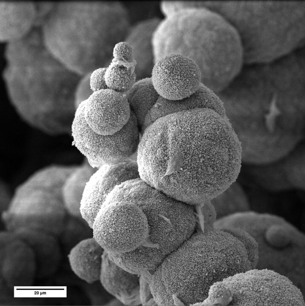 Microstructure of the iPP aerogels.